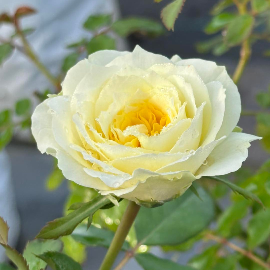 Princess Hoshi – Japanse sprayroos met botergele en witte bloemen ...