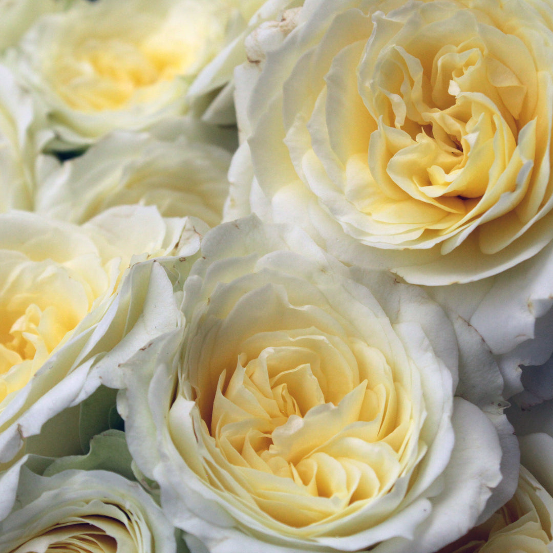 Japanese rose Princess Hoshi (Star)