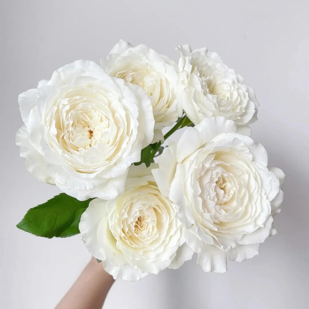 Japanse roos Princess Miyuki (Eerste sneeuw)