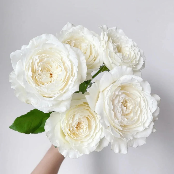 Japanse roos Princess Miyuki (Eerste sneeuw)