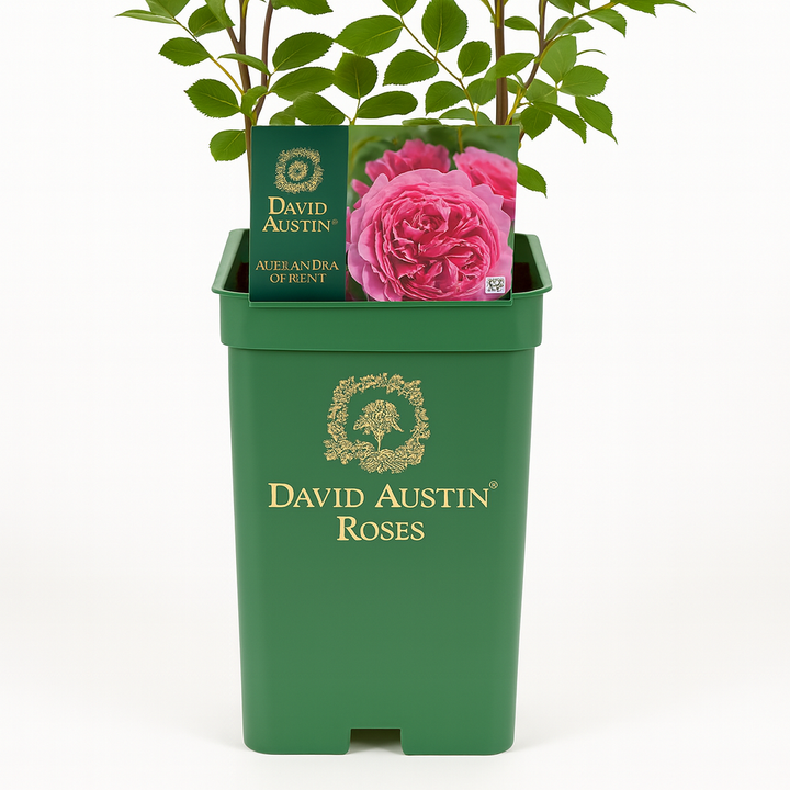 Princess Alexandra of Kent (Ausmerchant)