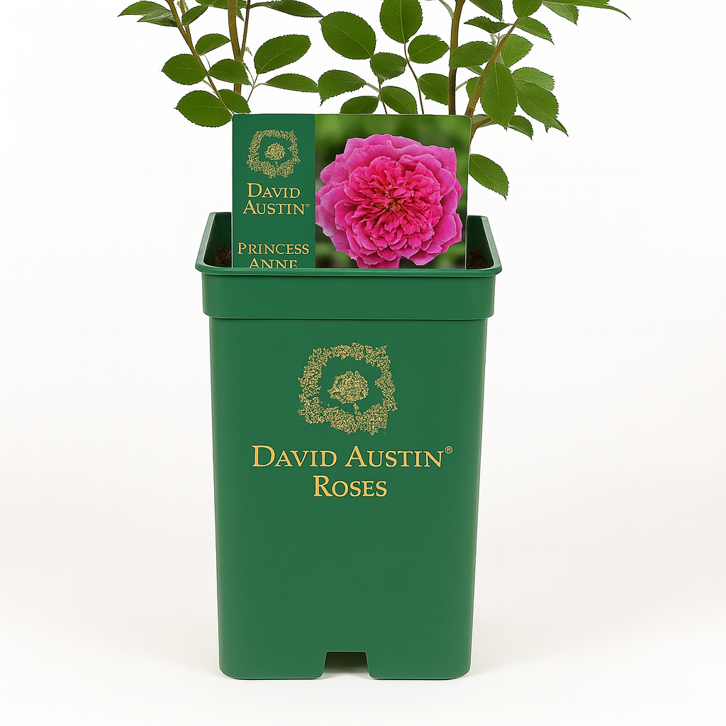 Princess Anne (Auskitchen)