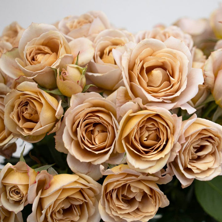 Japanese rose Princess Hana Spray (NEW 2026)