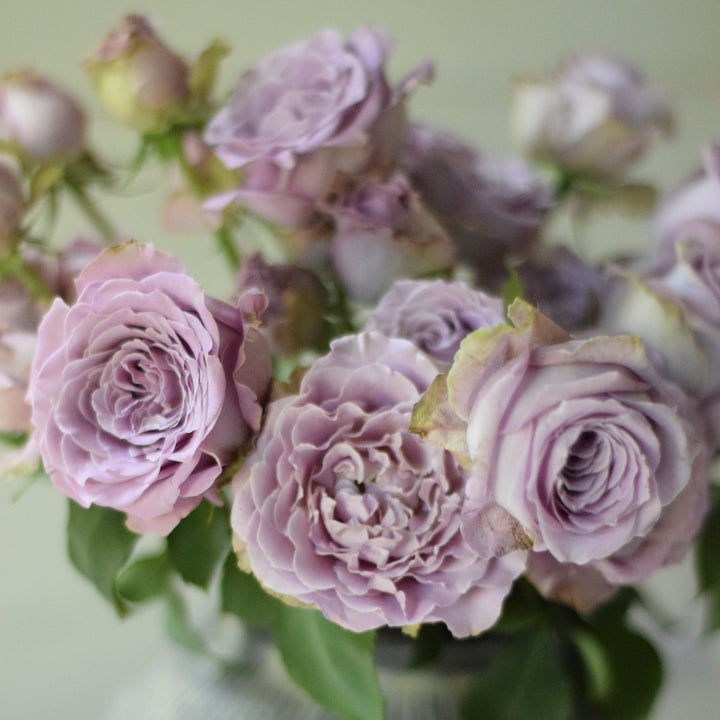 Japanese rose Princess Kaori (Fragrant)