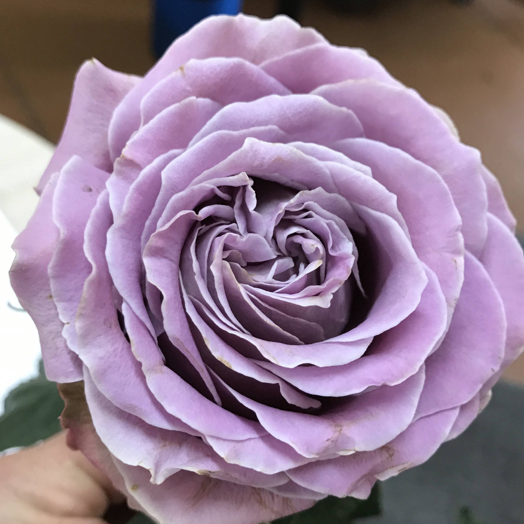 Princess Kaori® Rose – Surprising Lavender-Colored Garden and