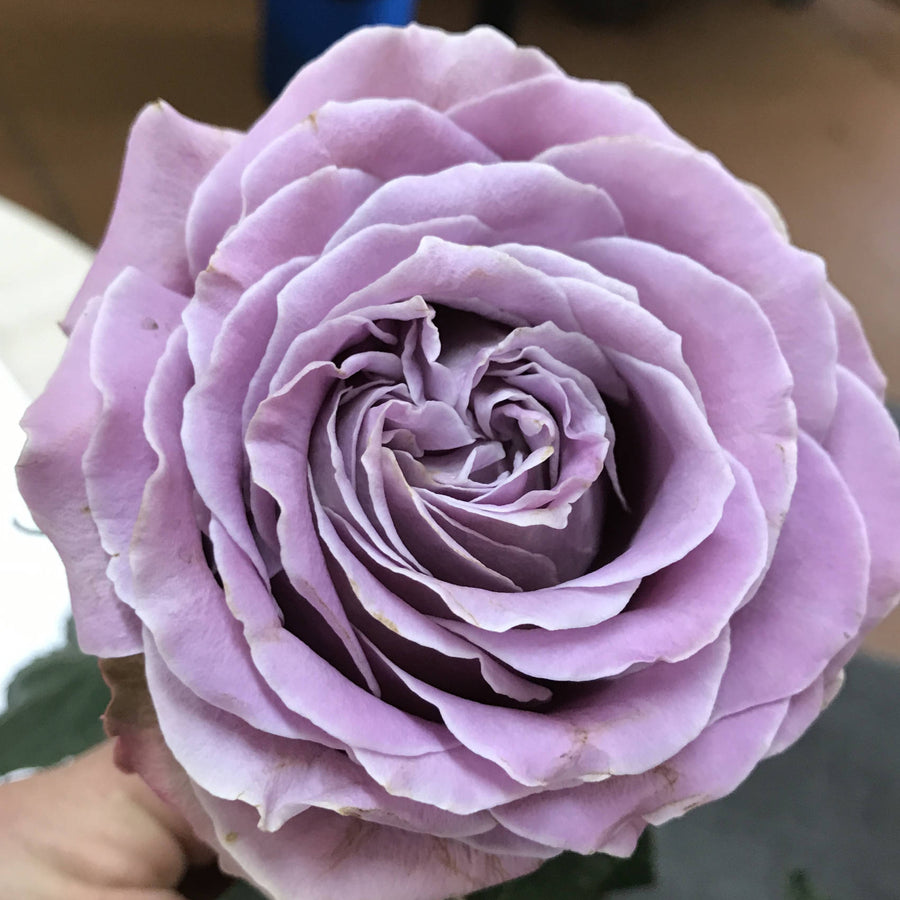 Princess Kaori® Rose – Surprising Lavender-Colored Garden and Cut Rose ...
