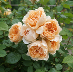 Japanese rose Princess Lieve (NEW 2026)