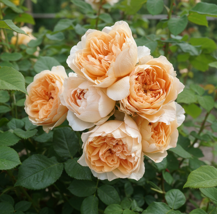 Japanse roos  Princess Lieve (NEW 2026)