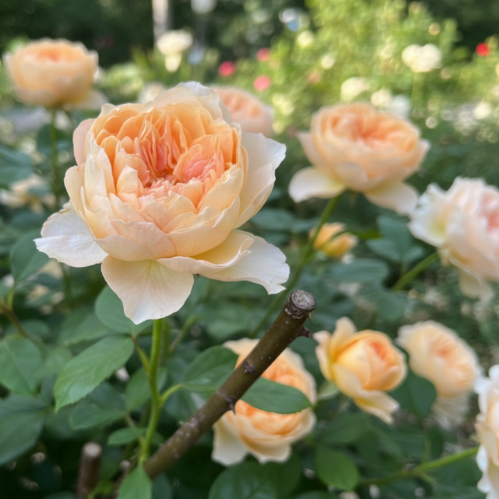 Japanse roos  Princess Lieve (NEW 2026)