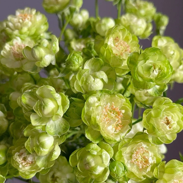 Japanese rose Princess Midori (green)