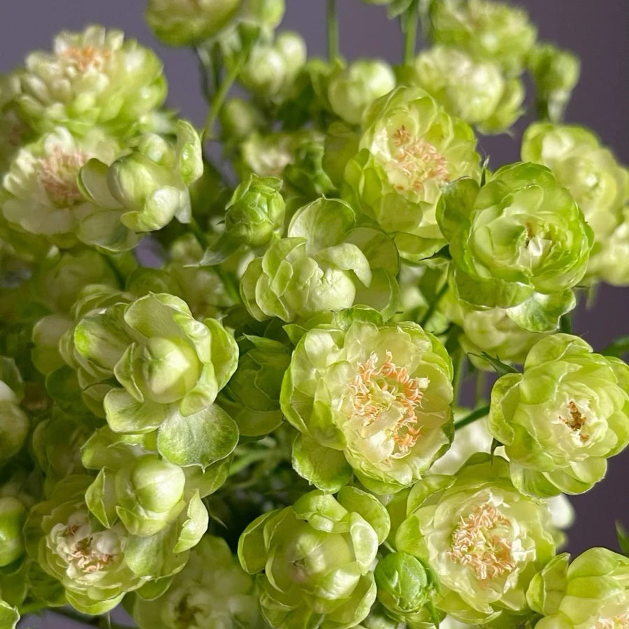 Japanse roos Princess Midori (green)