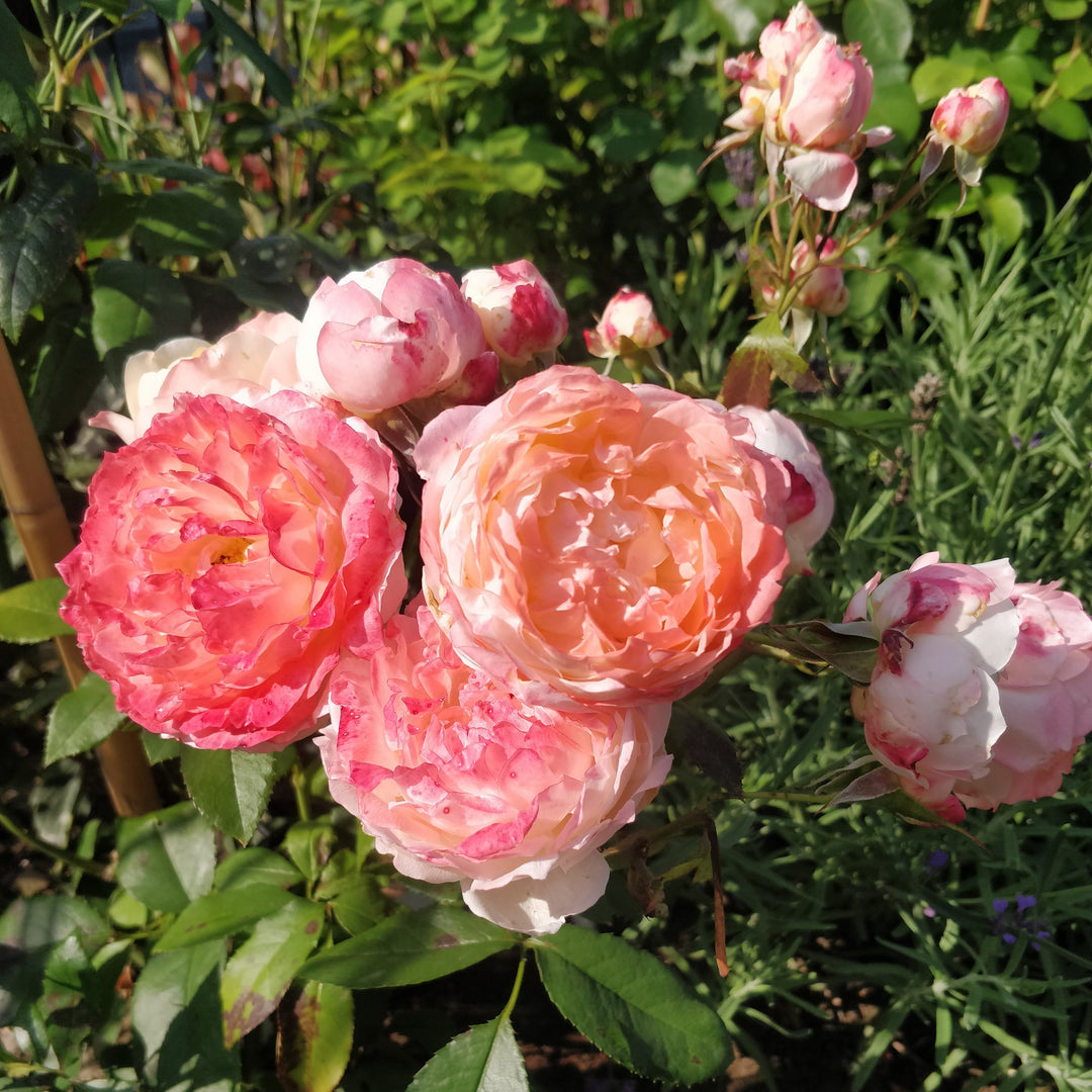 Japanse roos  Princess Suki (Geliefde)