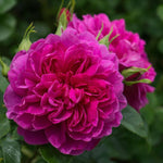 Prinzessin Anne (Auskitchen)