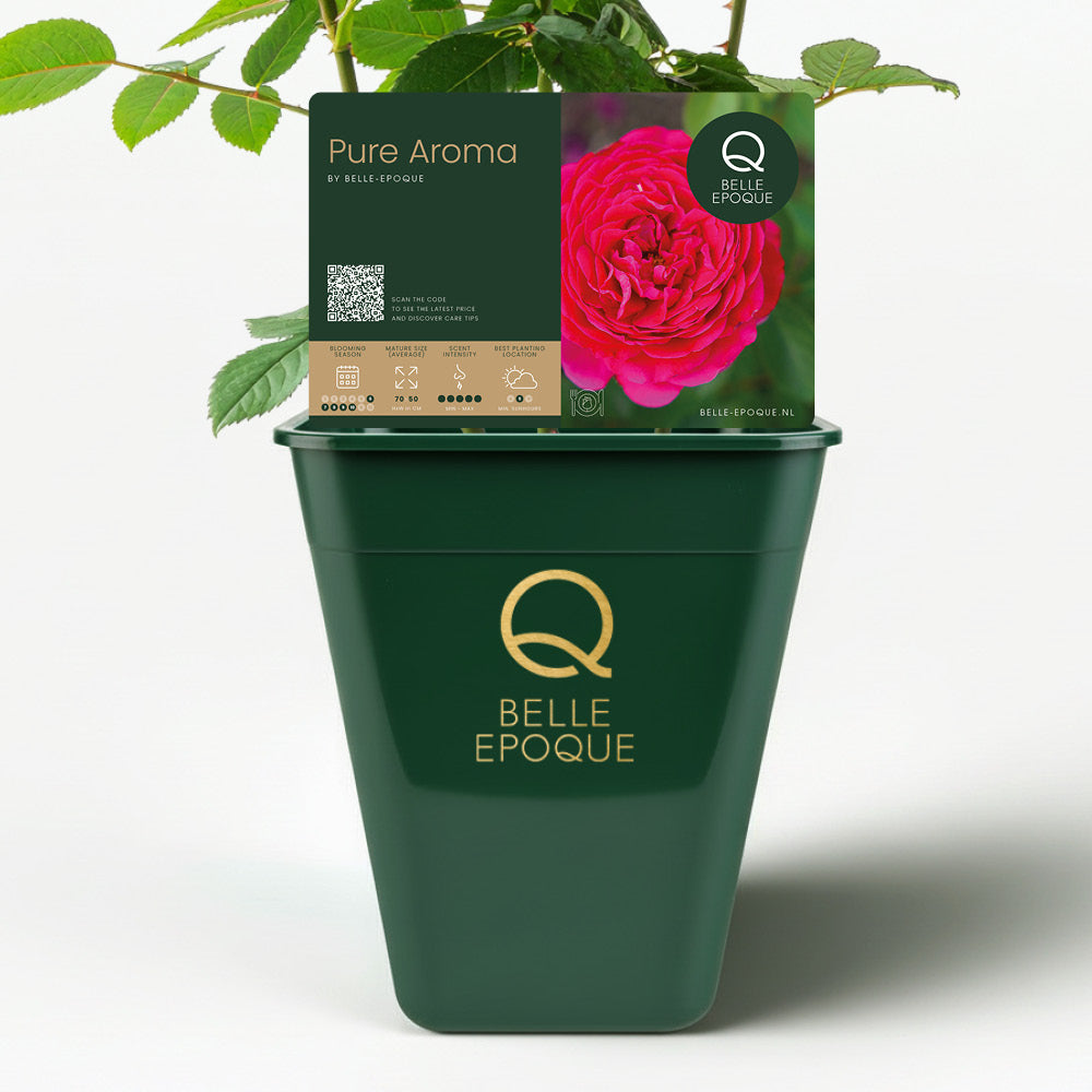 Edible rose - Pure Aroma