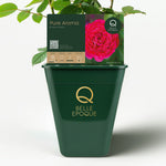 Essbare Rose - Reines Aroma