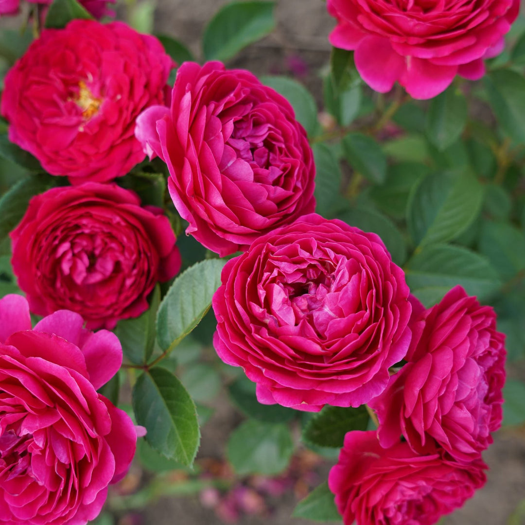 Eetbare roos - Pure Aroma