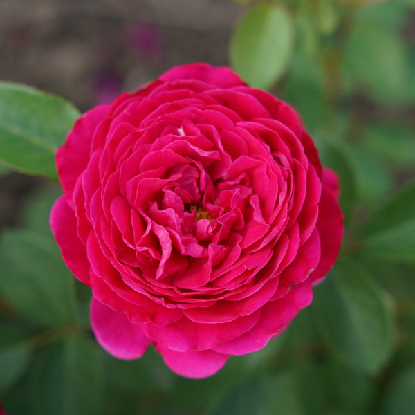 Essbare Rose - Reines Aroma