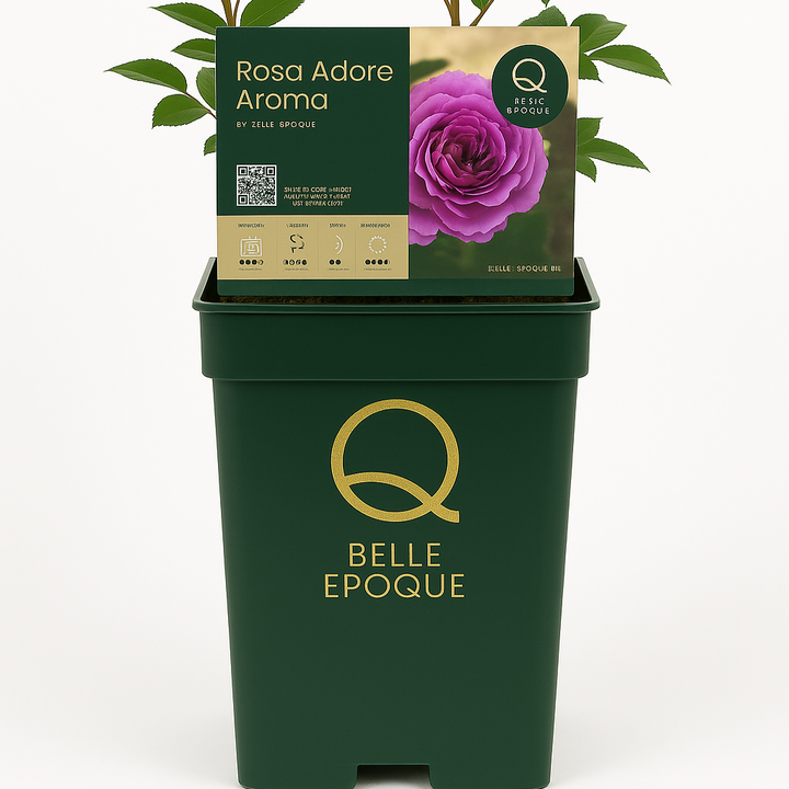 Magical Passoa (NEW 2026)