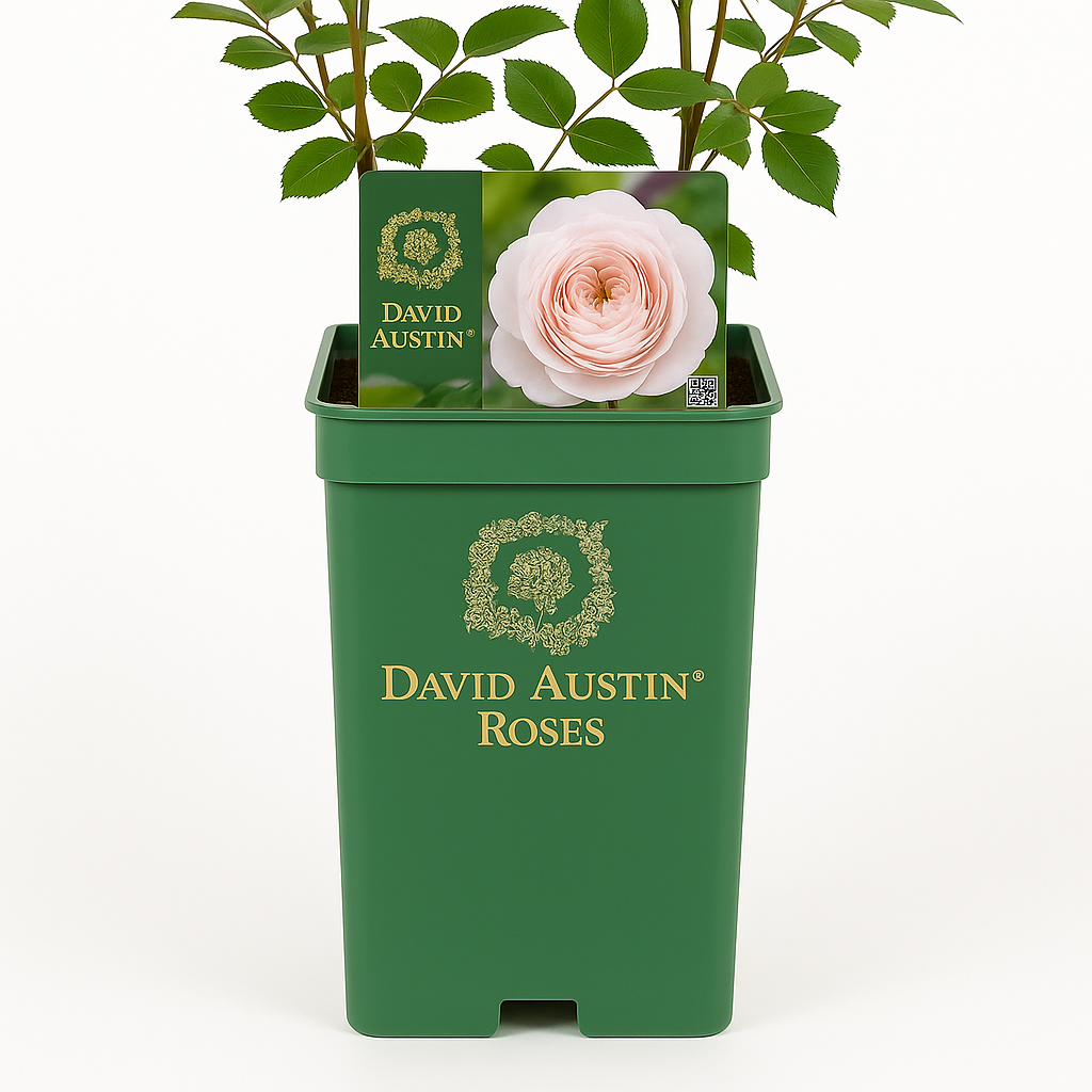 Queen of Sweden (Austiger)