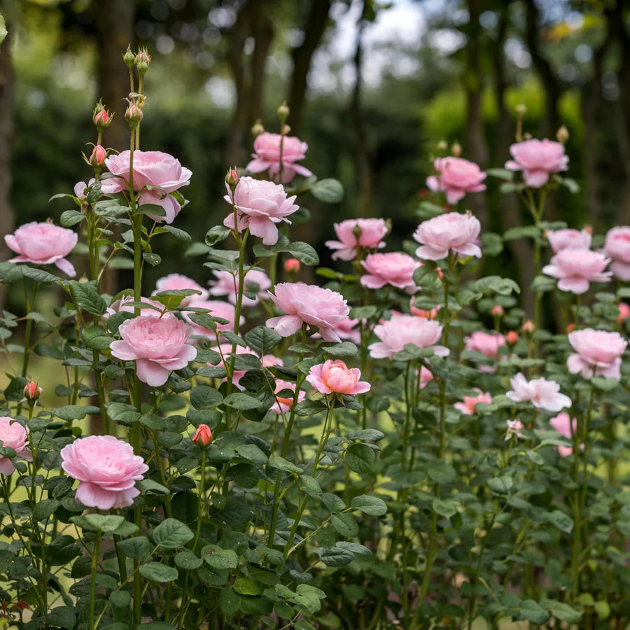 Queen of Sweden Roos | Belle Époque | Elegante Engelse Roos