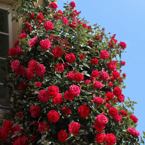 Red Flame (XL Climbing Rose)