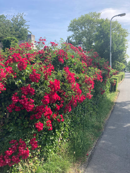 Schweifende Rosie