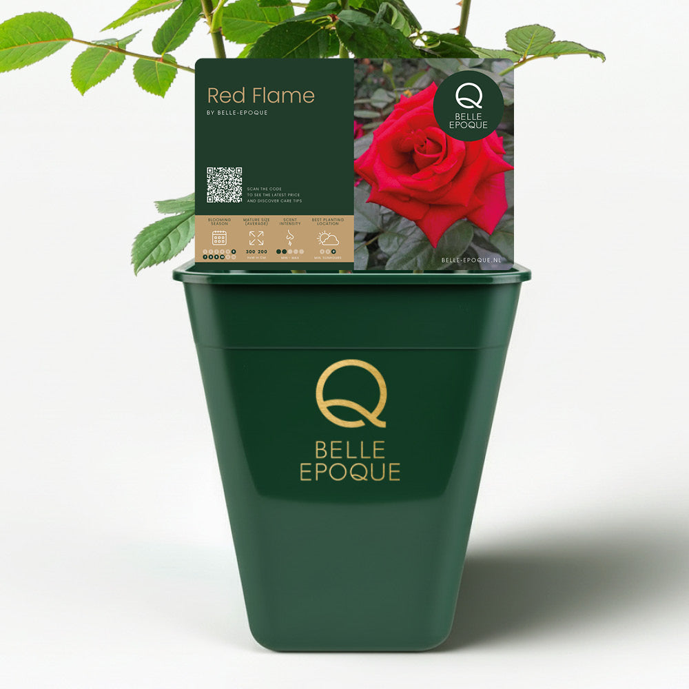 Red Flame (XL Climbing Rose)