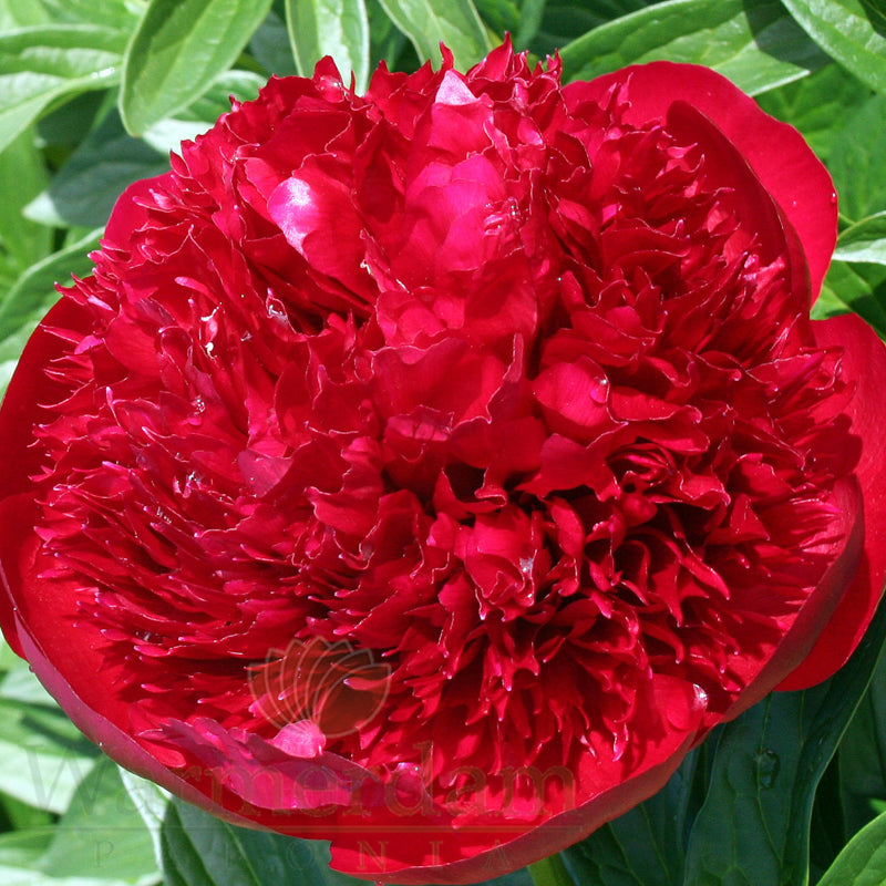 Paeonia 'Red Charm'