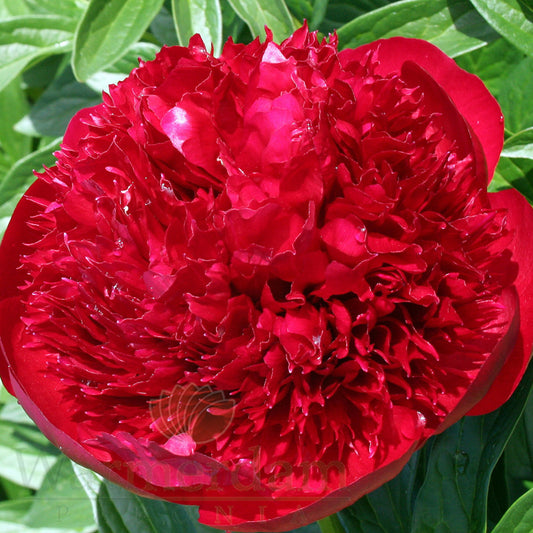 Peonia 'Red Charm'