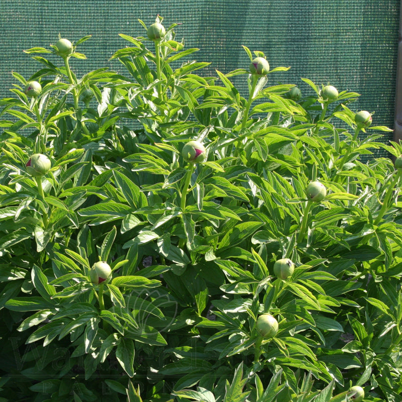 Paeonia 'Red Charm'