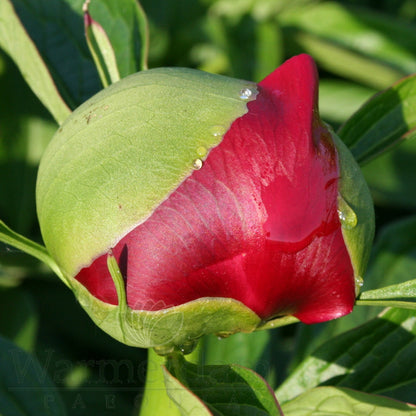 Paeonia 'Red Charm'