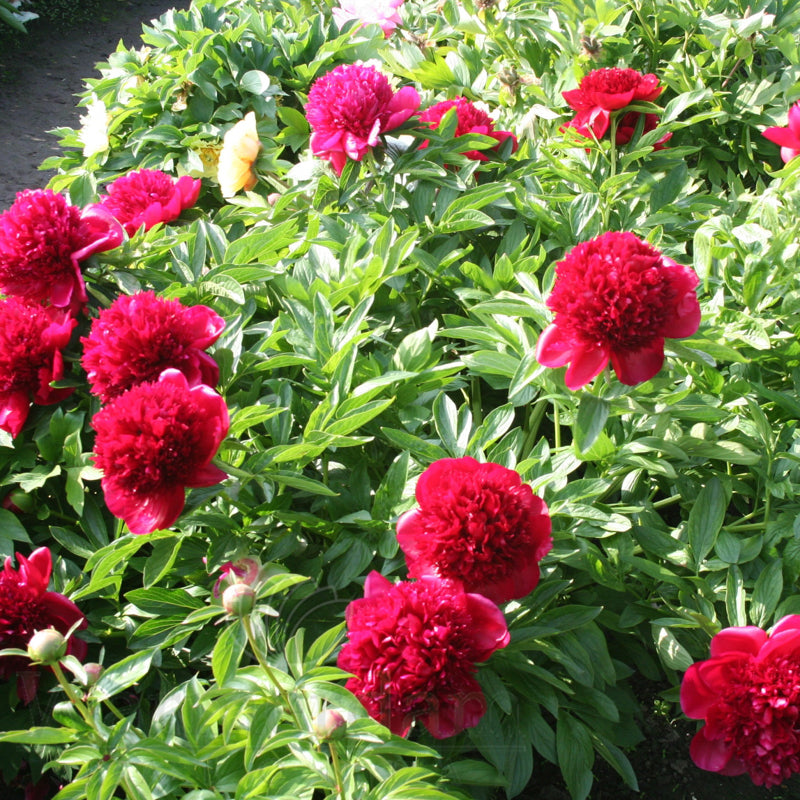 Paeonia 'Red Charm'