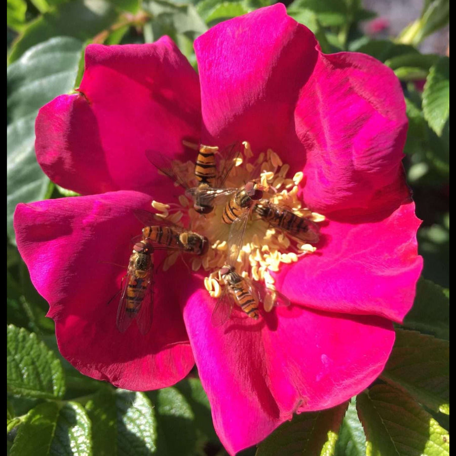 Red Dagmar