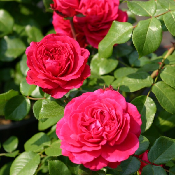 Rote Leonardo da Vinci Rose