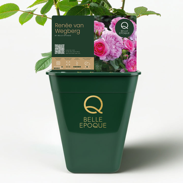 Edible rose - Renee van Wegberg