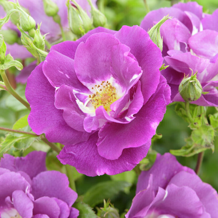 trosvormige, violetblauwe bloemen met geel hart, close-up en overzicht als struik.