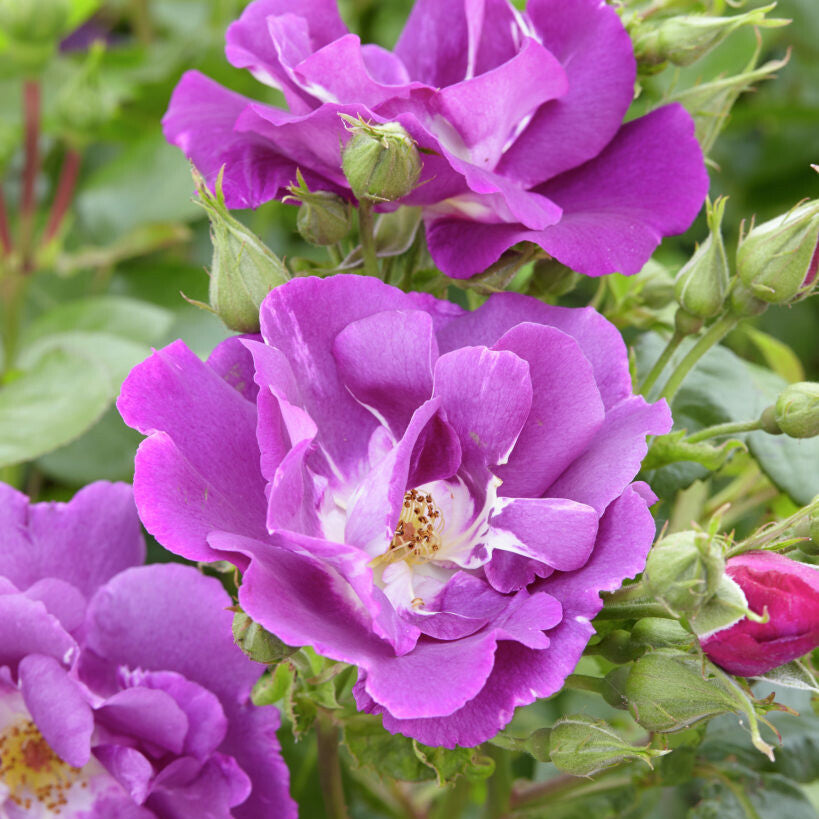 trosvormige, violetblauwe bloemen met geel hart, close-up en overzicht als struik.