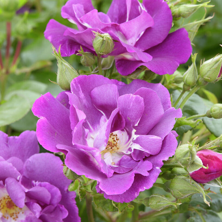 trosvormige, violetblauwe bloemen met geel hart, close-up en overzicht als struik.