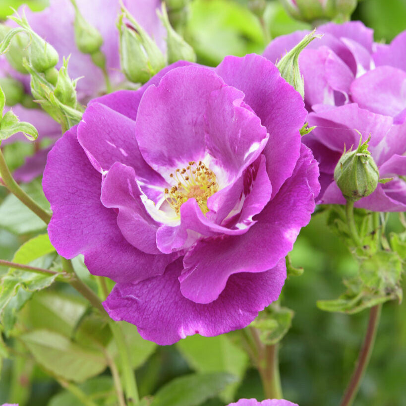 trosvormige, violetblauwe bloemen met geel hart, close-up en overzicht als struik.