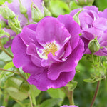 trosvormige, violetblauwe bloemen met geel hart, close-up en overzicht als struik.