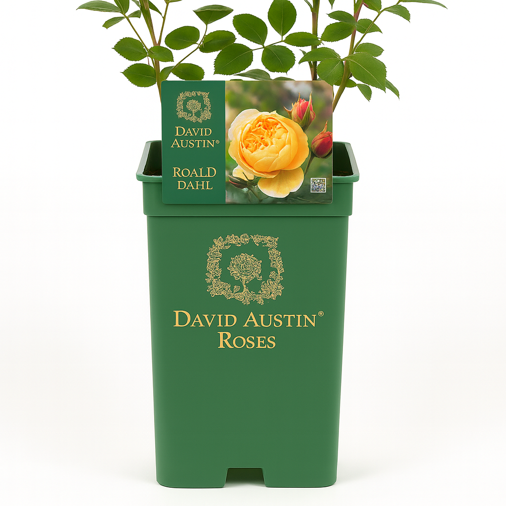 Roald Dahl (Ausowlich)