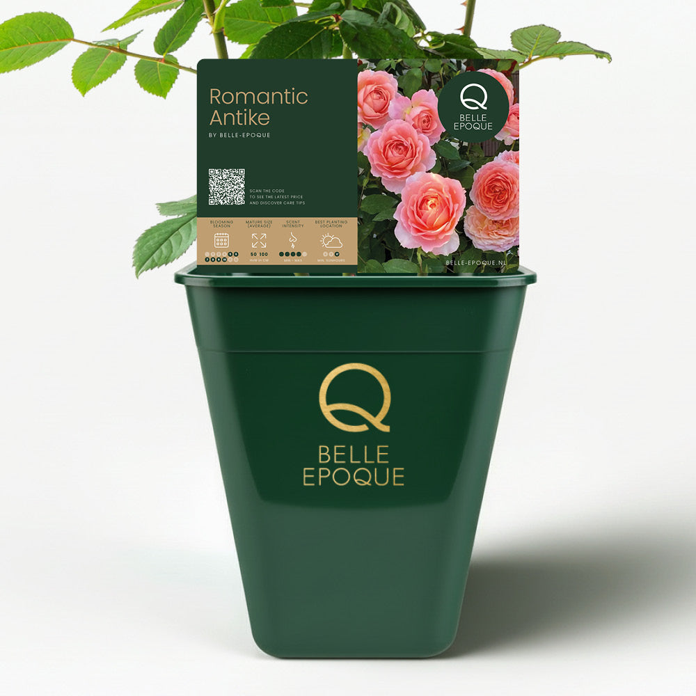 Romantic Antique (NEW 2026)