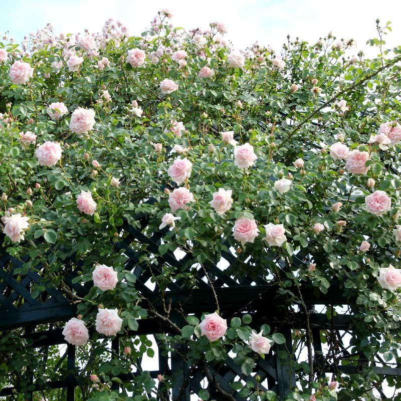 New Dawn (standard rose)