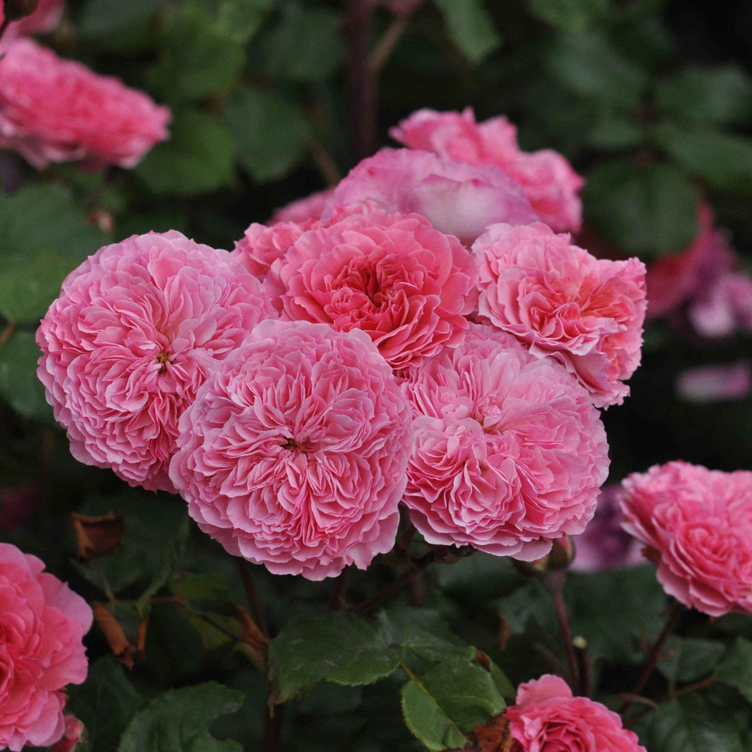 Grote rozetvormige roze bloemen met veel bloemblaadjes, bloeiend in volle trossen.