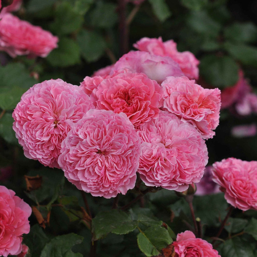 Grote rozetvormige roze bloemen met veel bloemblaadjes, bloeiend in volle trossen.