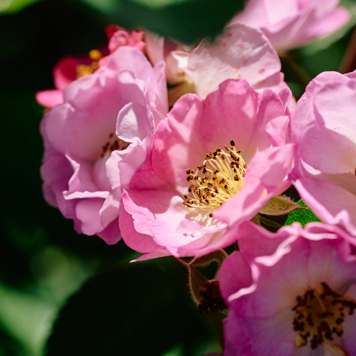 Magical Miracle (NEW 2026)