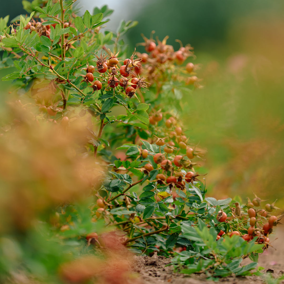 Magical Miracle (NEW 2026)