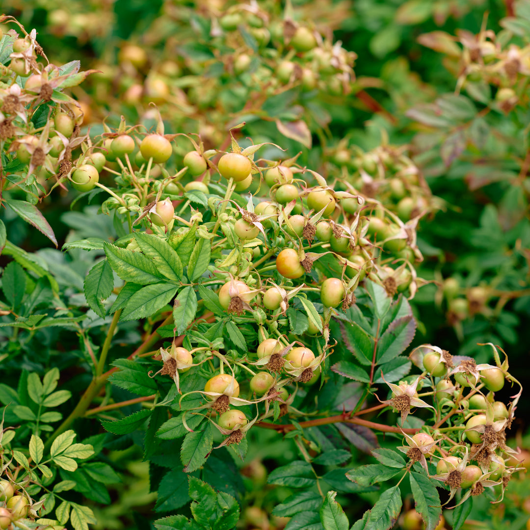 Magical Miracle (NEW 2026)