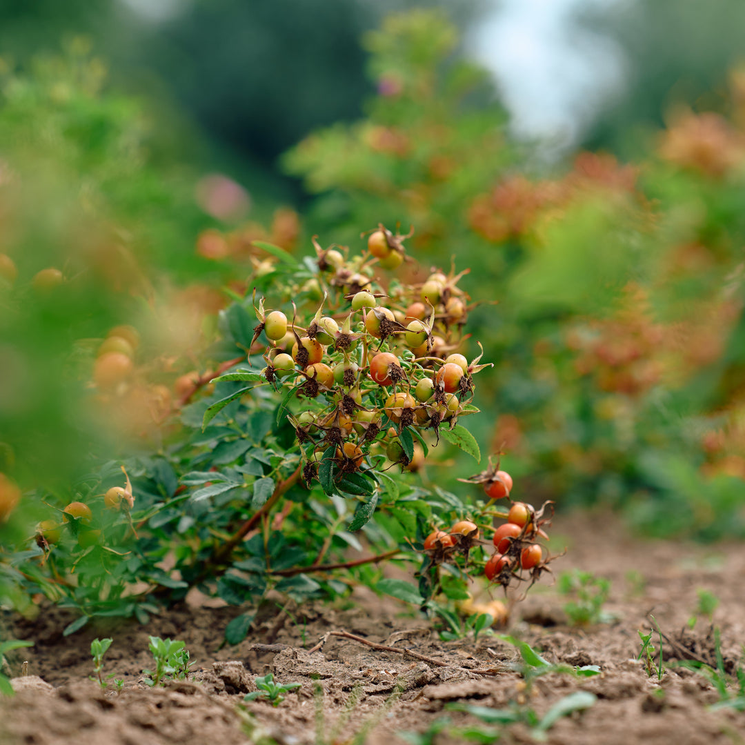 Magical Miracle (NEW 2026)