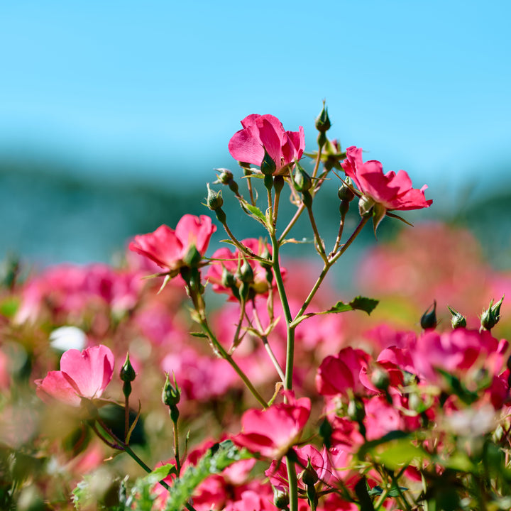 Magical Miracle (NEW 2026)